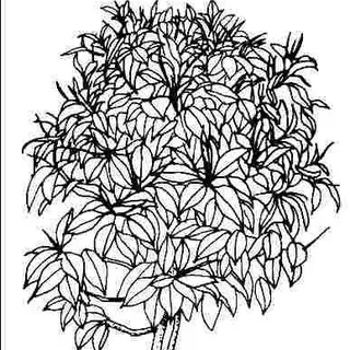 thumbnail for publication: Ficus elastica 'Variegata': 'Variegata' Rubber Tree